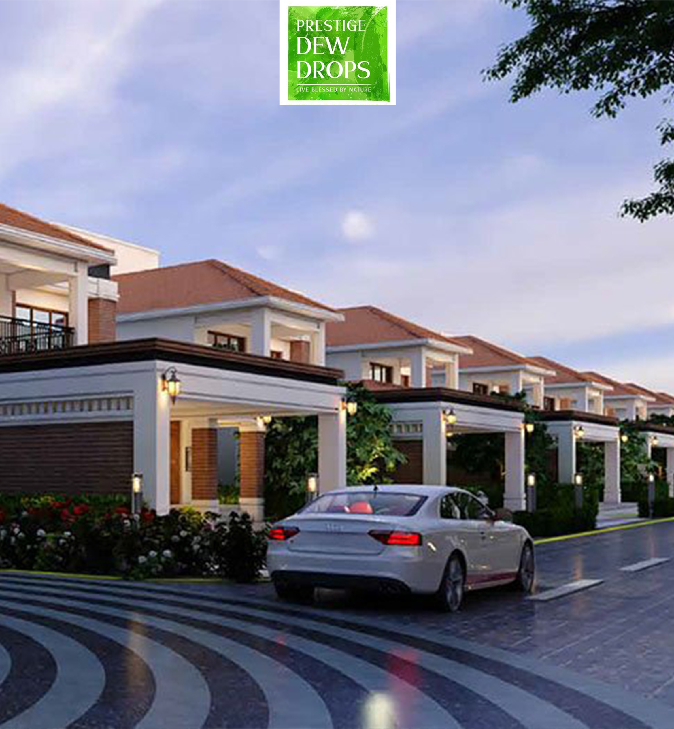 Prestige Dew Drops